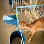 Μπιμπερό 4 λίτρων MILK BAR με βάση στήριξης ( Σετ 5 τεμαχίων) - Image 9